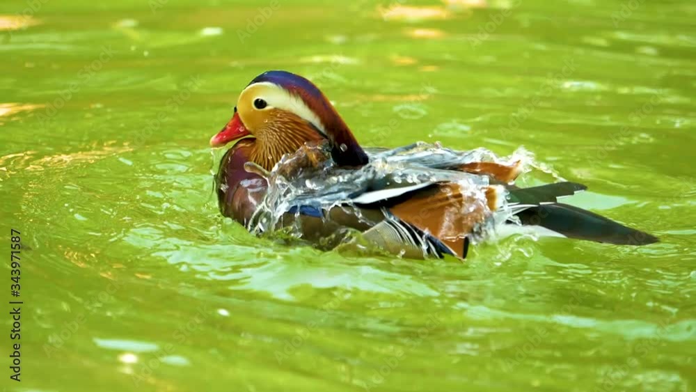 mallard duck playing in the lake