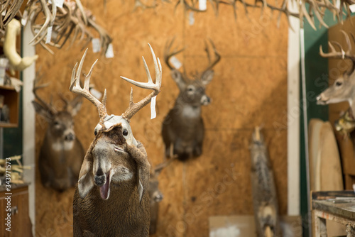 Fur hangs off the bust of a deer at a taxidermy shop. photo