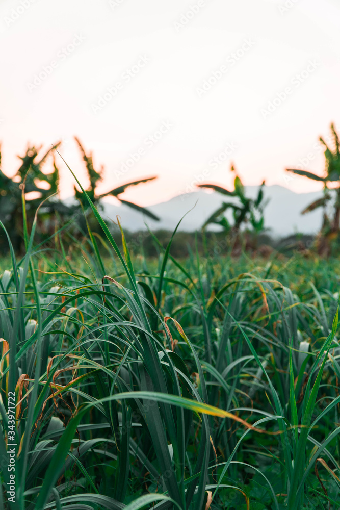 Fototapeta premium rice fields at sunset 
