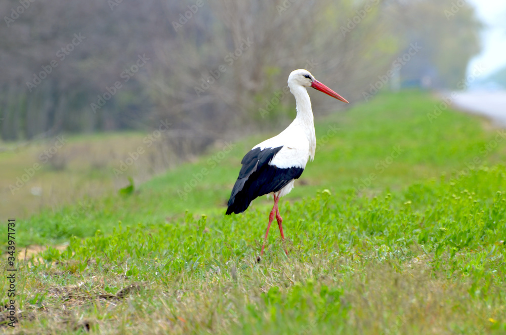 Cute stork walking in park,photo,bird Cute stork walking in park,photo,bird