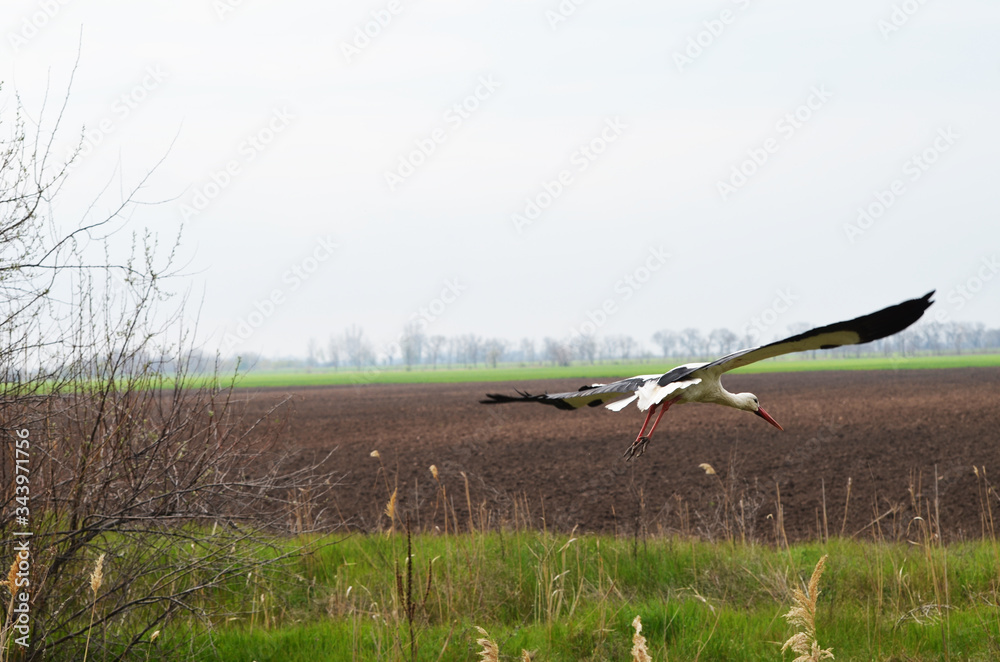 Fototapeta premium Cute stork flying in park,photo,bird