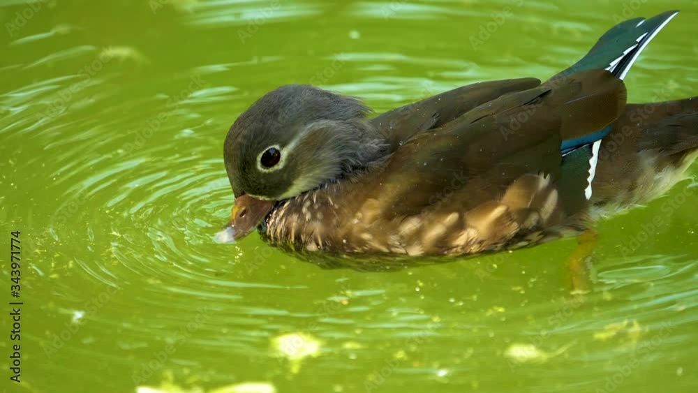 mallard duck playing in the lake
