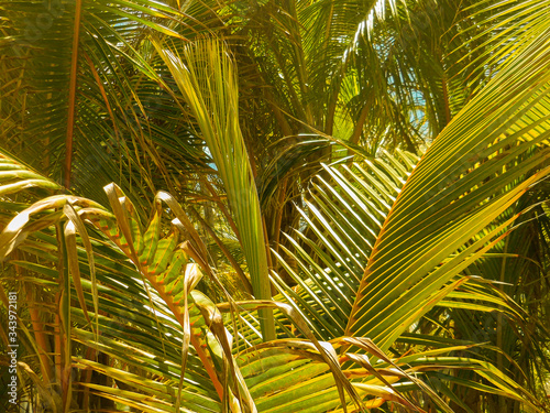 close up of the plam trees