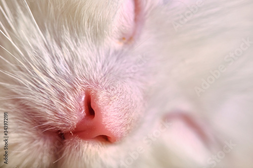 Kitten sleeps close-up macro color © LemPro Filming Life