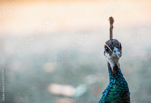 portrait of a male peacock in New South Wales photo