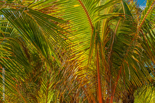 close up of the plam trees