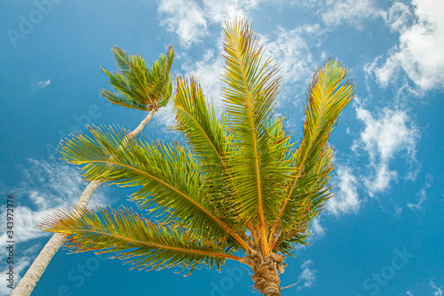 palm trees against blue sky during sunny day