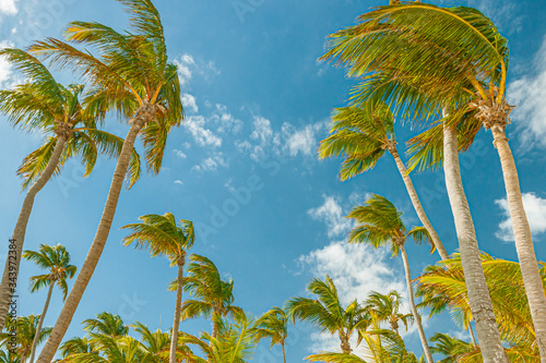 palm trees against blue sky during sunny day