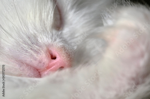 White Kitten Sleeps close up color