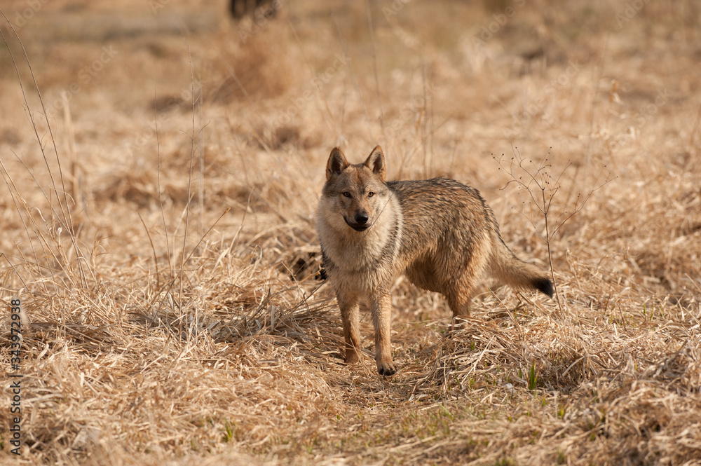 Naklejka premium Czechoslovakian wolfdog