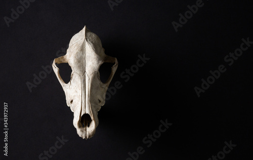 Animal skull on abstrtact black background photo