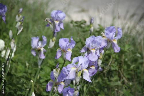 Pastel violet iris spring flower