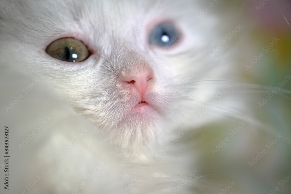 kitten Turkish angora with heterochromia close up