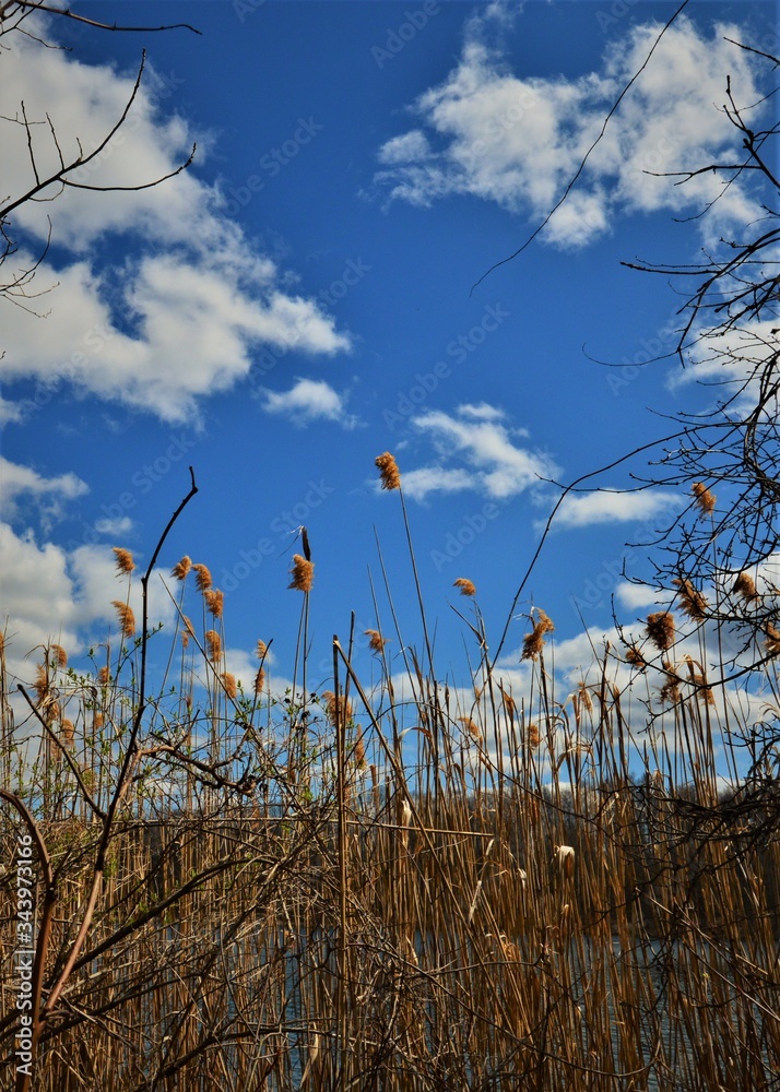Obraz premium Cat Tails in the Wind
