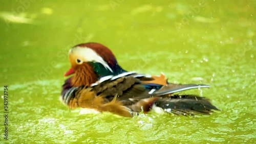 mallard duck playing in the lake
