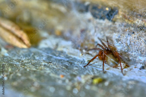spider under the carpet macro © LemPro Filming Life