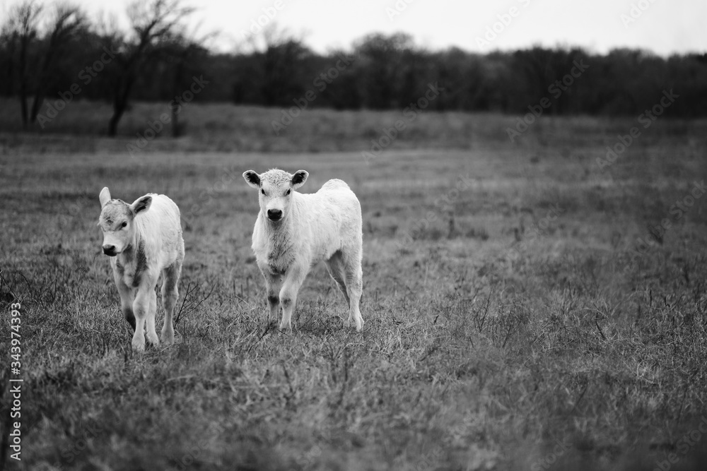 Charolais calves close up from rural Texas field in black and white, copy space on background. Charolais calves close up from rural Texas field in black and white, copy space on background.