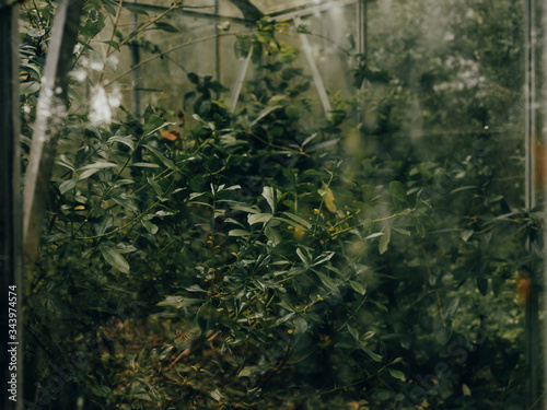 Overgrown green house at Linn Botanic Gardens photo