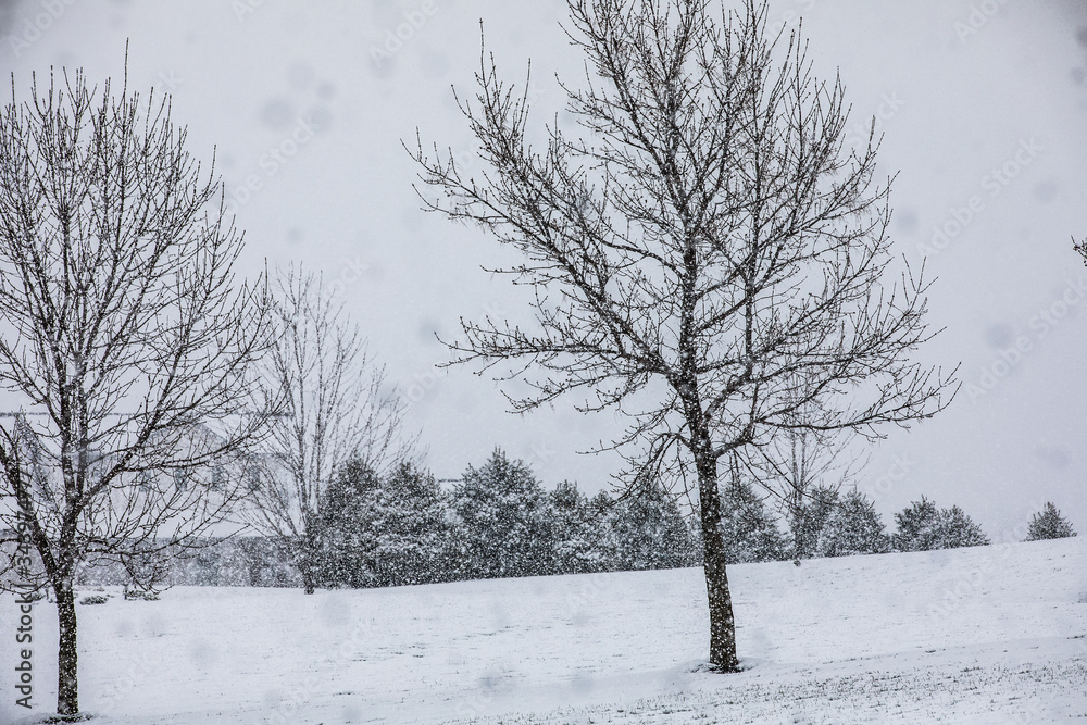 Fototapeta premium snowy trees