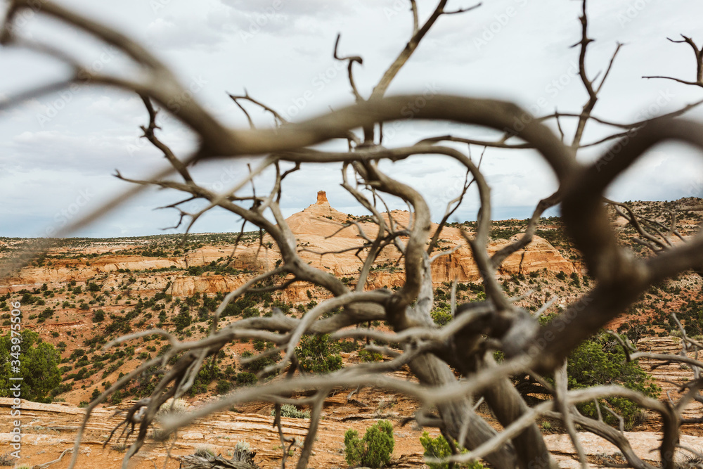 looking through a twisted dead tree at the red rock formations of utah looking through a twisted dead tree at the red rock formations of utah