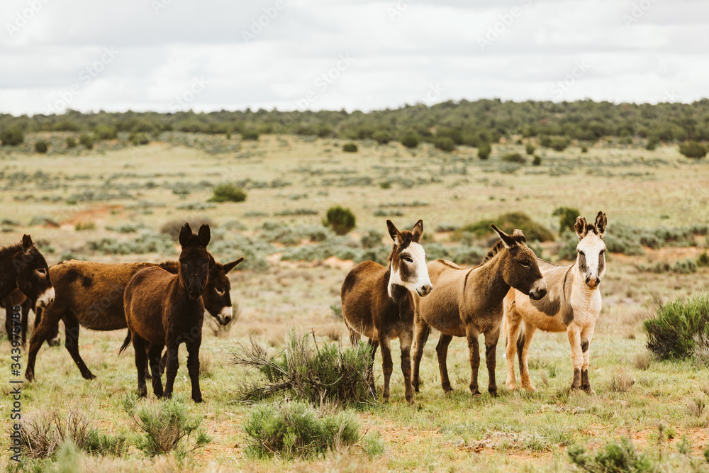 wild donkeys of the Sinbad herd graze on BLM land of Utah deserts wild donkeys of the Sinbad herd graze on BLM land of Utah deserts