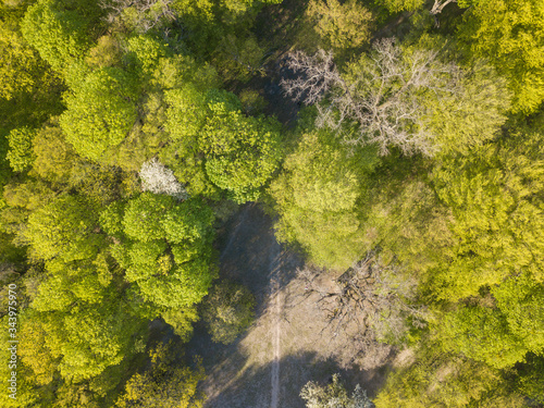 A dirt path through a clearing in a deciduous forest on a spring day. Aerial drone view.