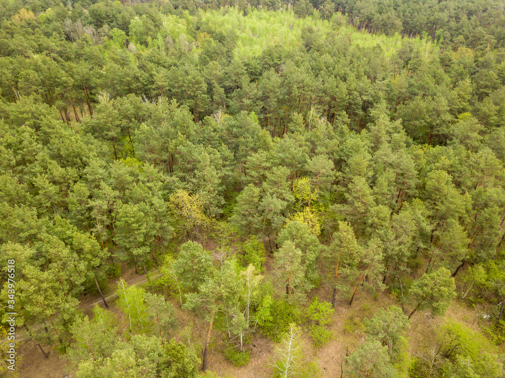 Coniferous forest in the spring. Aerial drone view. Coniferous forest in the spring. Aerial drone view.