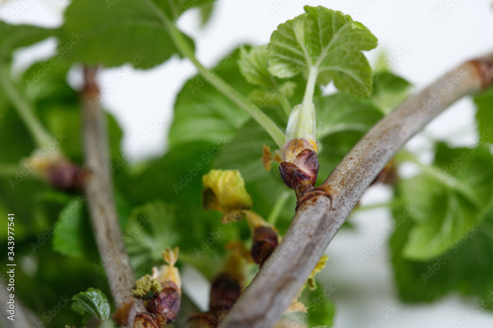 Cuttings of black currant on a white background. Cuttings. Cuttings of black currant on a white background. Cuttings.