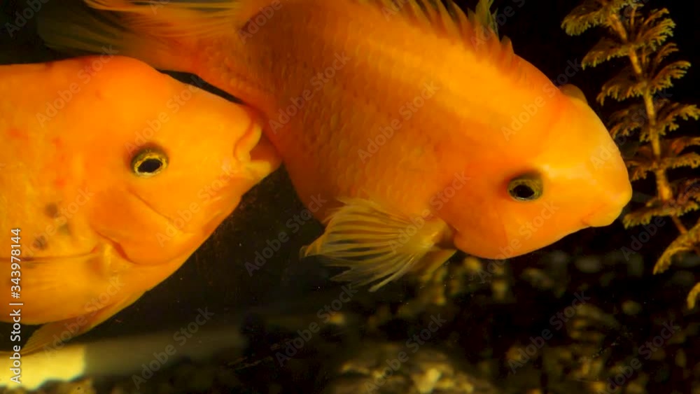 yellow tang fish