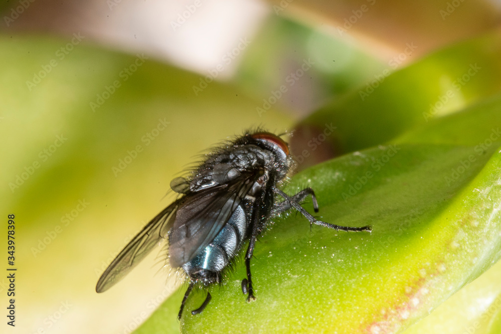 Common house fly in habitable environments located in an open open