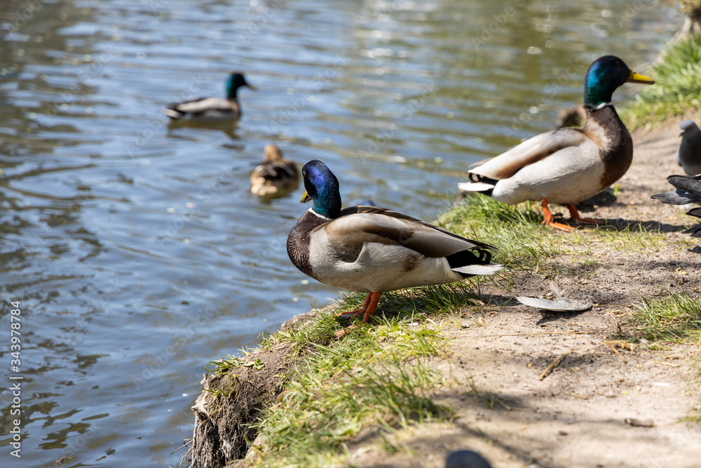 Obraz premium Ducks on the lake in the park in sunny weather.