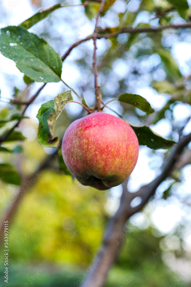 Ripe red apple on apple tree branch in the garden Ripe red apple on apple tree branch in the garden