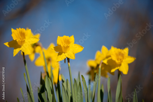 Fototapeta Naklejka Na Ścianę i Meble -  yellow daffodils on a blue background