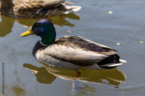 Close-up. Duck in the city lake. © Sergey