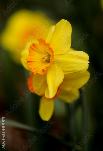 yellow daffodils in spring with dark background