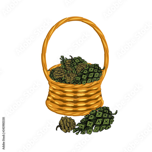 Pine and larch cone in basket wicker with a vine. Art design elements object isolated stock vector illustration for web, for print
