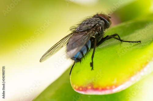 Common house fly in habitable environments located in an open open. With the arrival of spring insects make their appearance in all social settings 