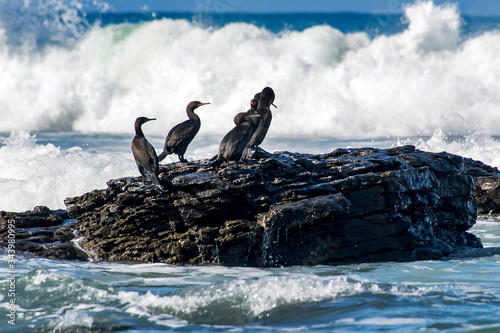 Cape cormorant photographed in South Africa. Picture made in 2019.