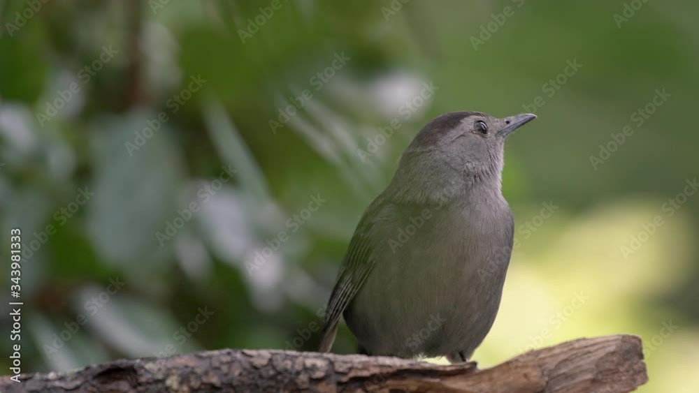 Closeup pretty gray catbird looking around on a branch in Orlando Florida Closeup pretty gray catbird looking around on a branch in Orlando Florida