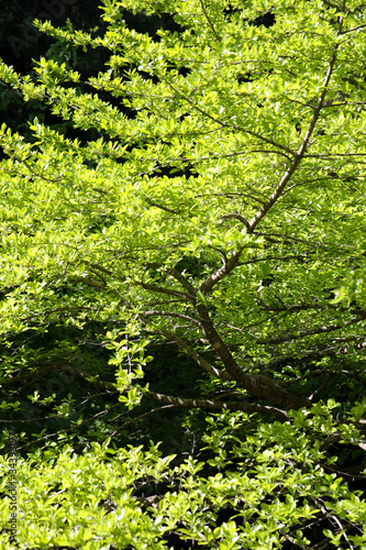 green leaves in the forest