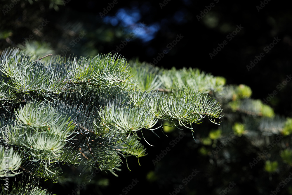 Naklejka premium Pine needles against dark background