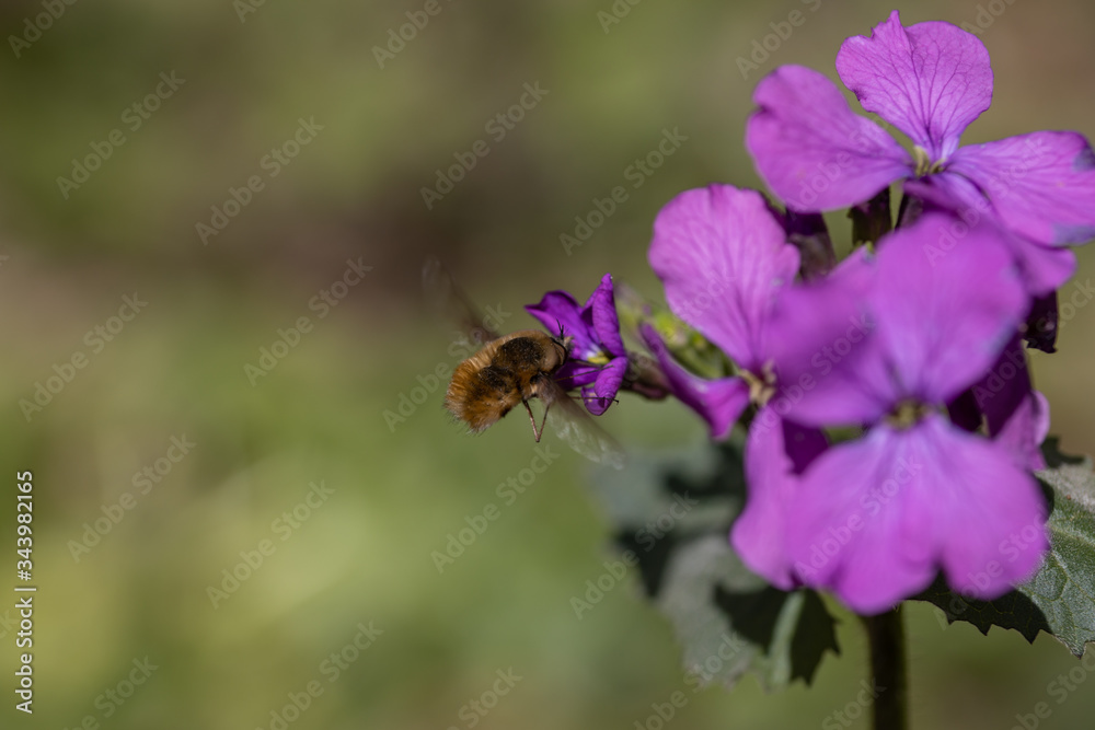 Bumblebee on purple spring forest flowers. Bumblebee on purple spring forest flowers.