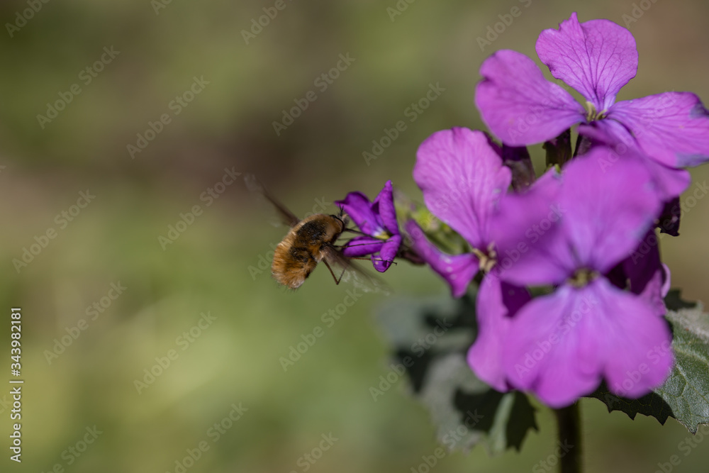 Bumblebee on purple spring forest flowers. Bumblebee on purple spring forest flowers.