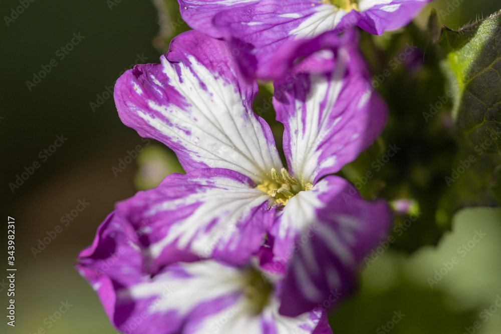 Violet spring forest flowers in the bright sun. Violet spring forest flowers in the bright sun.