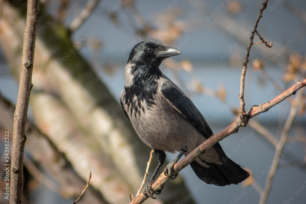 Hooded crow (Corvus cornix) sitting on the tree branch at noon. Hooded crow (Corvus cornix) sitting on the tree branch at noon.