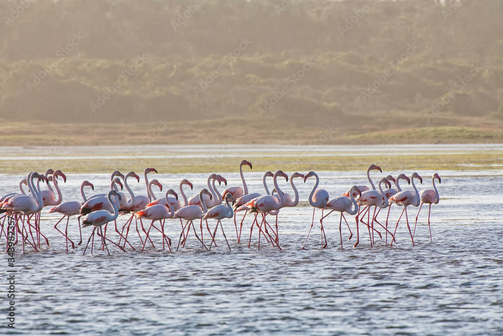 Fototapeta premium Greater flamingo photographed in South Africa. Picture made in 2019.