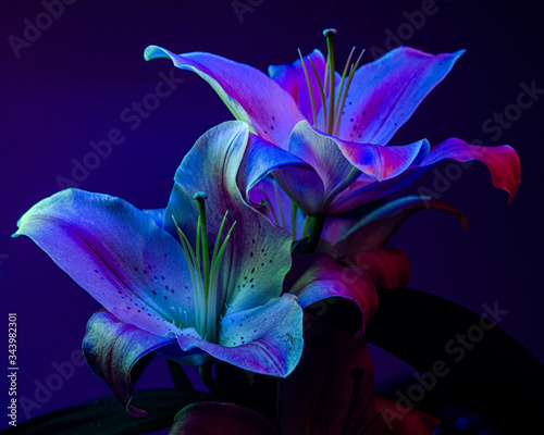 Lilium illuminated by black light (UV)