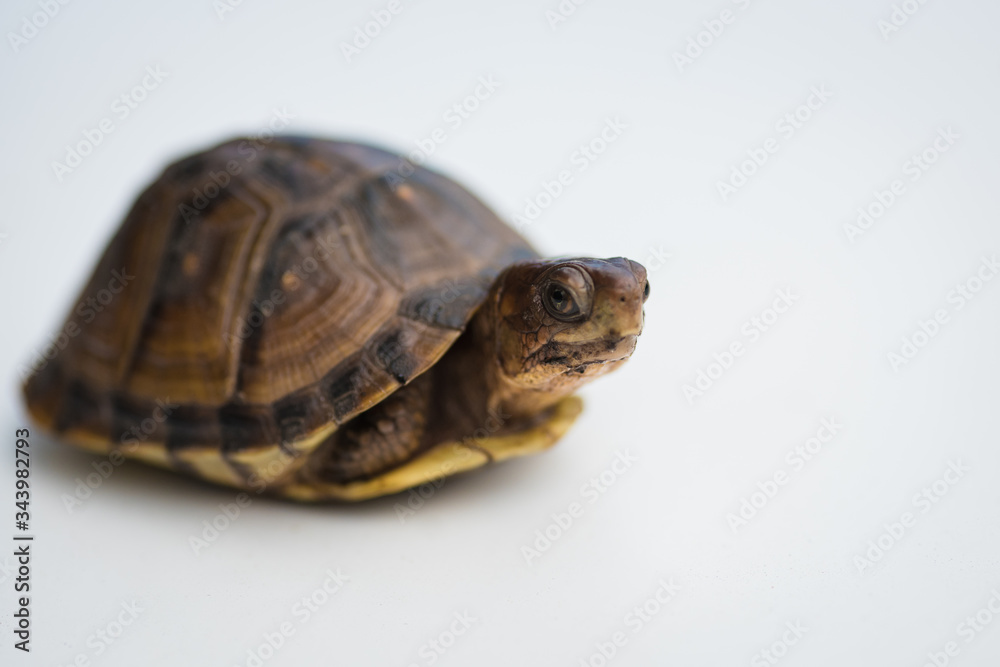 A small box turtle looking at the camera with a mean face A small box turtle looking at the camera with a mean face