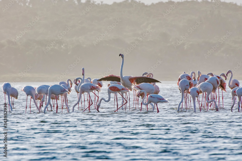 Fototapeta Greater flamingo photographed in South Africa. Picture made in 2019.