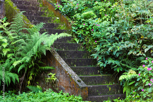 Escada com limo vista em diagonal cercada pela vegetação. photo